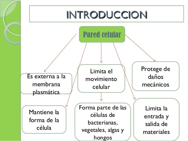 Pared celular